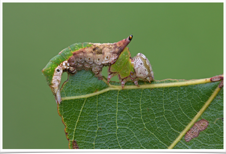 Oligocentria lignicolor
Lace-capped Caterpillar
Coosa County, Alabama